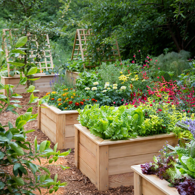 Eartheasy Cedar Raised Garden Bed (4x4x11in)