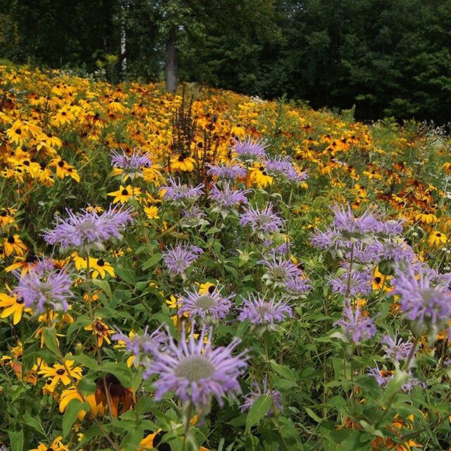 American Meadows Native Wildflower Seed Mix (1/4 lb)
